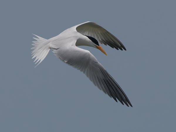 <h3><a href="/trips/gambia/biota/animalia/chordata/aves/024 charadriiformes/017 laridae/thalasseus bengalensis/thalasseus bengalensis-nl.html">Thalasseus&nbsp;bengalensis</a> / Lesser&nbsp;crested&nbsp;tern / Bengaalse&nbsp;stern</h3>OM-1 Mark II met OLYMPUS M.150-400mm F4.5, 1/3200 sec  bij F5.6, ISO 200, afstand 48.7&nbsp;m